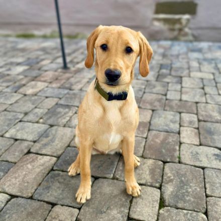 Hera in 71711 Steinheim sucht ihr Für-immer-Zuhause