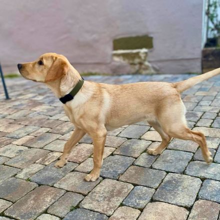 Hera in 71711 Steinheim sucht ihr Für-immer-Zuhause