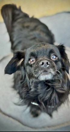 Muckel auf Pflegestelle in 73463 Westhausen sucht sein Für-immer-Zuhause