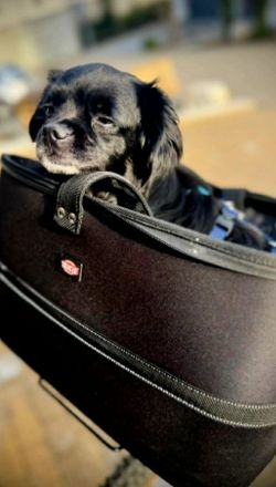 Muckel auf Pflegestelle in 73463 Westhausen sucht sein Für-immer-Zuhause