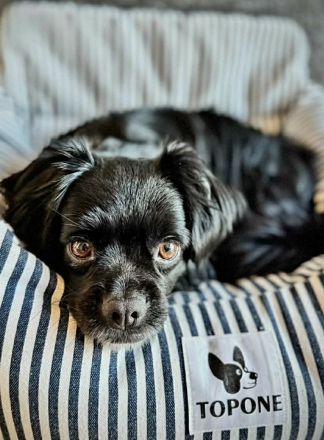 Muckel auf Pflegestelle in 73463 Westhausen sucht sein Für-immer-Zuhause