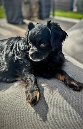 Muckel auf Pflegestelle in 73463 Westhausen sucht sein Für-immer-Zuhause