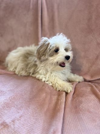 🐾 Süße Malteser Welpen suchen ein liebevolles Zuhause 🐾