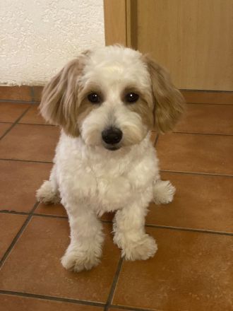 🐾 Süße Malteser Welpen suchen ein liebevolles Zuhause 🐾