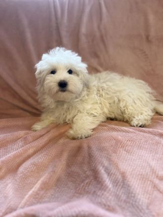 🐾 Süße Malteser Welpen suchen ein liebevolles Zuhause 🐾