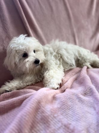 🐾 Süße Malteser Welpen suchen ein liebevolles Zuhause 🐾