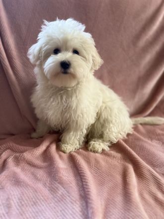 🐾 Süße Malteser Welpen suchen ein liebevolles Zuhause 🐾