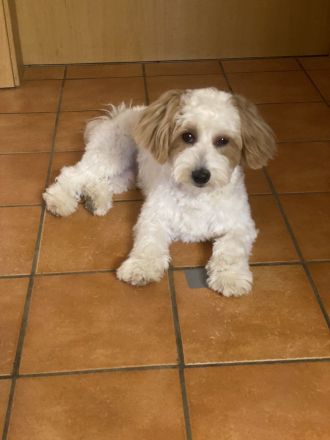 🐾 Süße Malteser Welpen suchen ein liebevolles Zuhause 🐾