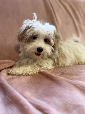 🐾 Süße Malteser Welpen suchen ein liebevolles Zuhause 🐾