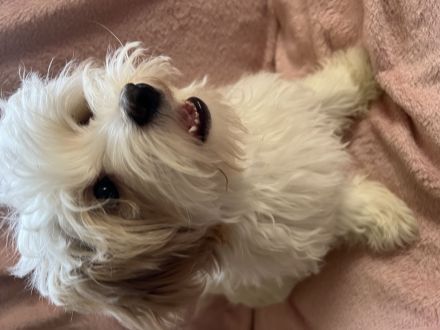 🐾 Süße Malteser Welpen suchen ein liebevolles Zuhause 🐾