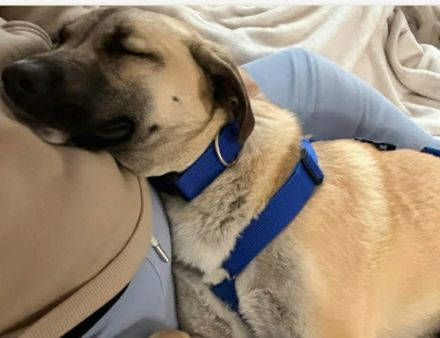 Jacky auf Pflegestelle in 94559 Niederwinkling sucht ihr Für-immer-Zuhause