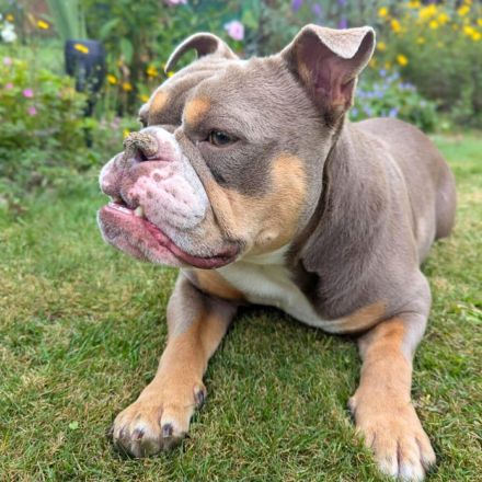 Laila in 47839 Krefeld sucht ihr Für-immer-Zuhause