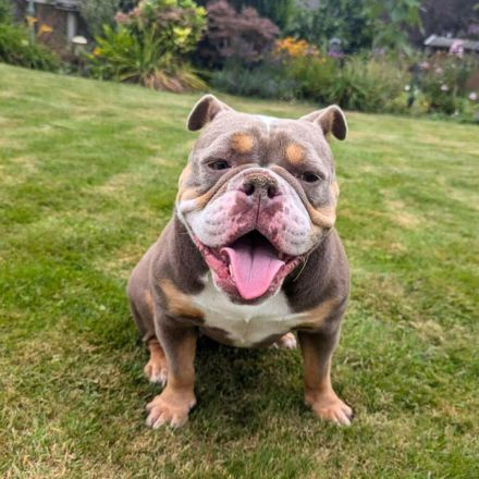 Laila in 47839 Krefeld sucht ihr Für-immer-Zuhause