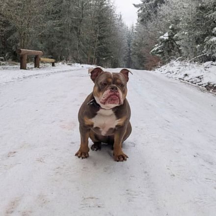 Laila in 47839 Krefeld sucht ihr Für-immer-Zuhause