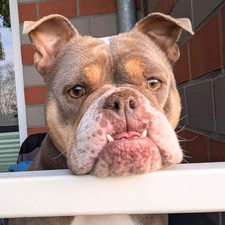 Laila in 47839 Krefeld sucht ihr Für-immer-Zuhause