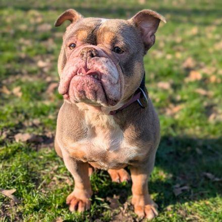 Laila in 47839 Krefeld sucht ihr Für-immer-Zuhause