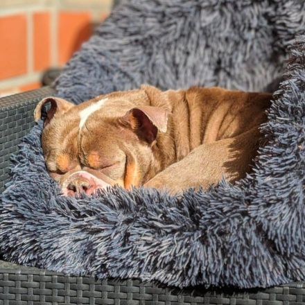 Laila in 47839 Krefeld sucht ihr Für-immer-Zuhause