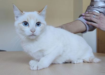 5 Kätzchen, 1 Jahr alt, suchen ein liebevolles Zuhause - dringend!