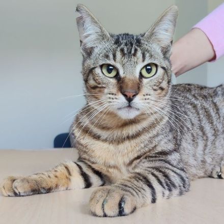 5 Kätzchen, 1 Jahr alt, suchen ein liebevolles Zuhause - dringend!