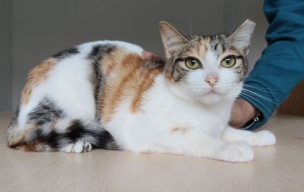 5 Kätzchen, 1 Jahr alt, suchen ein liebevolles Zuhause - dringend!