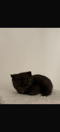 2 britisch Kurzhaarschnitt kätzchen zu verkaufen