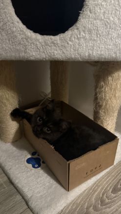 2 britisch Kurzhaarschnitt kätzchen zu verkaufen