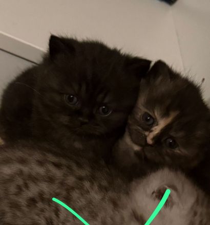 2 britisch Kurzhaarschnitt kätzchen zu verkaufen