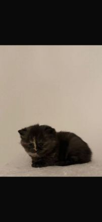 2 britisch Kurzhaarschnitt kätzchen zu verkaufen