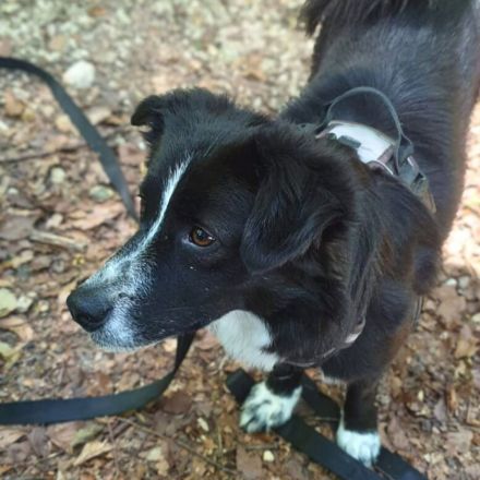 Mathy in 75382 Althengstett sucht sein Für-immer-Zuhause