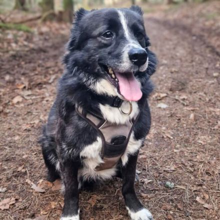 Mathy in 75382 Althengstett sucht sein Für-immer-Zuhause