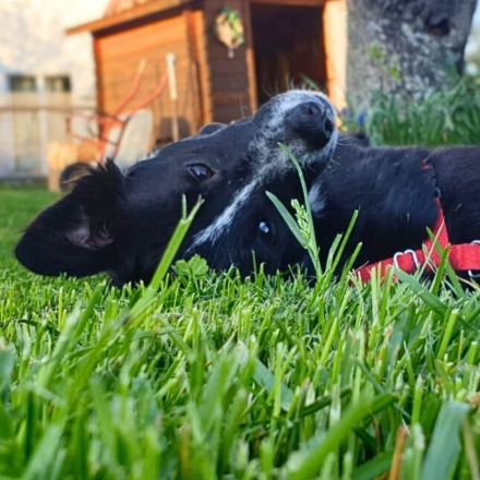 Mathy in 75382 Althengstett sucht sein Für-immer-Zuhause