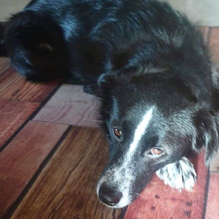 Mathy in 75382 Althengstett sucht sein Für-immer-Zuhause