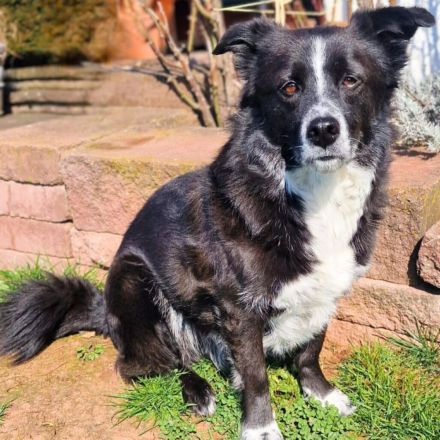 Mathy in 75382 Althengstett sucht sein Für-immer-Zuhause