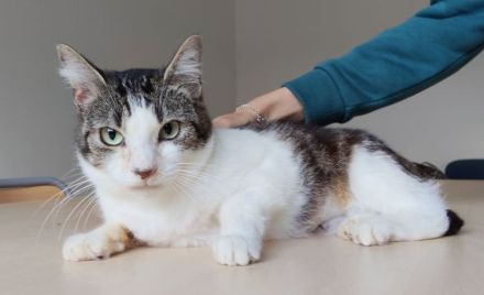 Mama Edelweiß muss aus dem lauten Tierheim raus, mit Sohn Basil - eilt sehr!