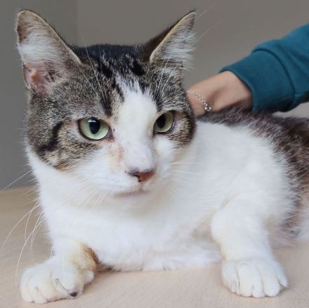 Mama Edelweiß muss aus dem lauten Tierheim raus, mit Sohn Basil - eilt sehr!