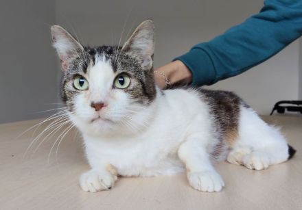 Mama Edelweiß muss aus dem lauten Tierheim raus, mit Sohn Basil - eilt sehr!