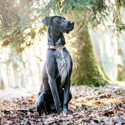Kaja in 93109 Wiesent sucht ihr Für-immer-Zuhause