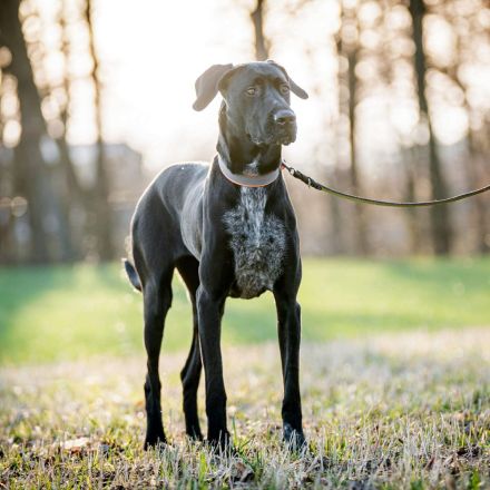 Kaja in 93109 Wiesent sucht ihr Für-immer-Zuhause