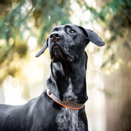 Kaja in 93109 Wiesent sucht ihr Für-immer-Zuhause