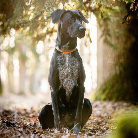 Kaja in 93109 Wiesent sucht ihr Für-immer-Zuhause