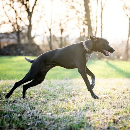 Kaja in 93109 Wiesent sucht ihr Für-immer-Zuhause