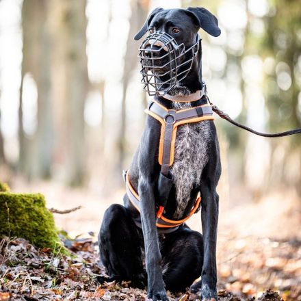 Kaja in 93109 Wiesent sucht ihr Für-immer-Zuhause