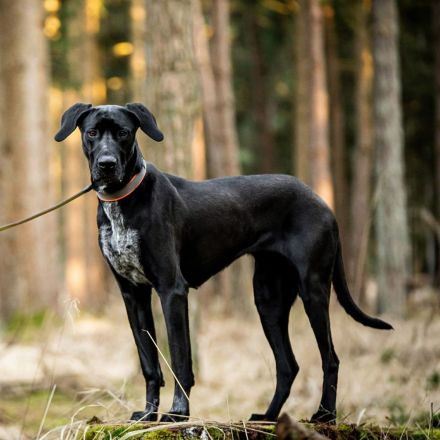 Kaja in 93109 Wiesent sucht ihr Für-immer-Zuhause