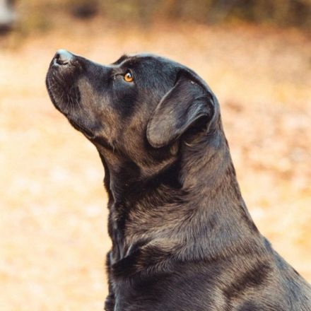 Emma in 23843 Oldesloe sucht ihr Für-immer-Zuhause