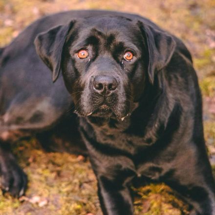 Emma in 23843 Oldesloe sucht ihr Für-immer-Zuhause