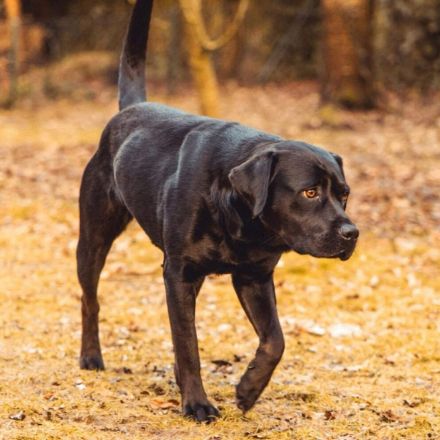 Emma in 23843 Oldesloe sucht ihr Für-immer-Zuhause