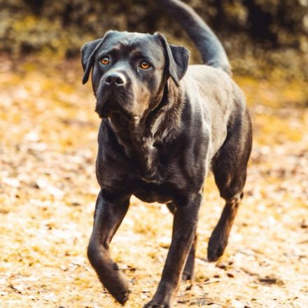 Emma in 23843 Oldesloe sucht ihr Für-immer-Zuhause