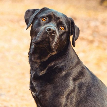 Emma in 23843 Oldesloe sucht ihr Für-immer-Zuhause