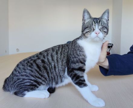 Blind, aber ganz bezaubernd: Carlo, Camala und Cedrik