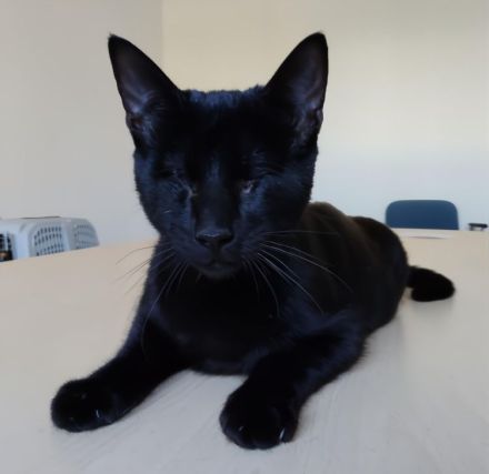 Blind, aber ganz bezaubernd: Carlo, Camala und Cedrik